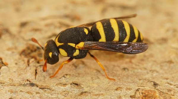 Les guêpes fouisseuses sont-elles dangereuses pour l'homme ?